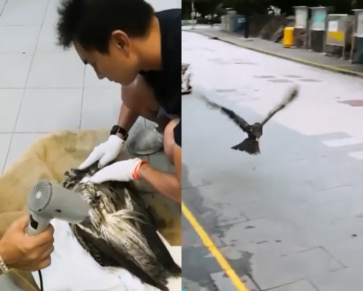 麻鷹經照料後,再次高飛。港九拯溺員工會FB圖