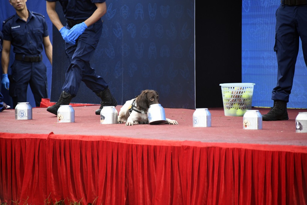 警犬隊即場表演。楊偉亨攝