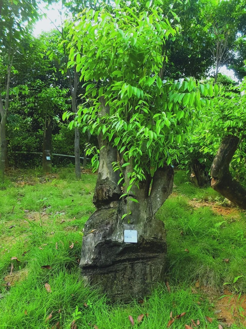 百年莞香樹