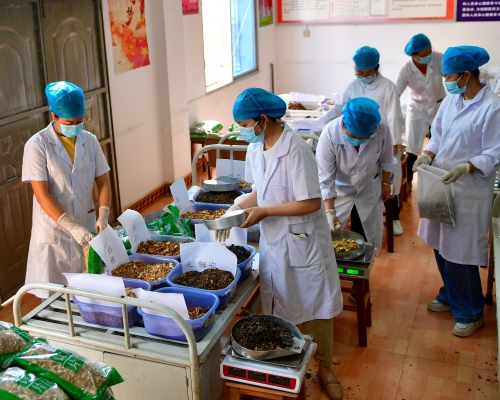 雲南的中醫醫院調配中藥治新冠肺炎。新華社圖片