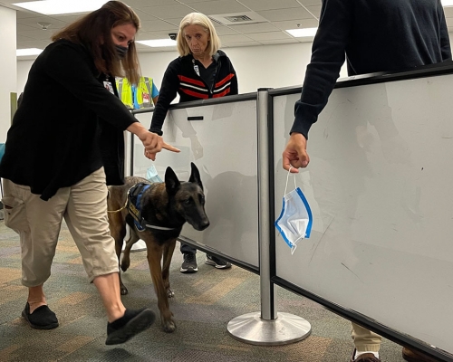 美國邁阿密機場出動搜索犬聞旅客口罩，以找出新冠病毒患者，據稱準確率逾99%。網圖