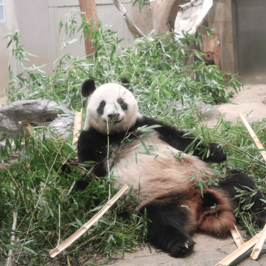 大熊猫「香香」将回到中国。