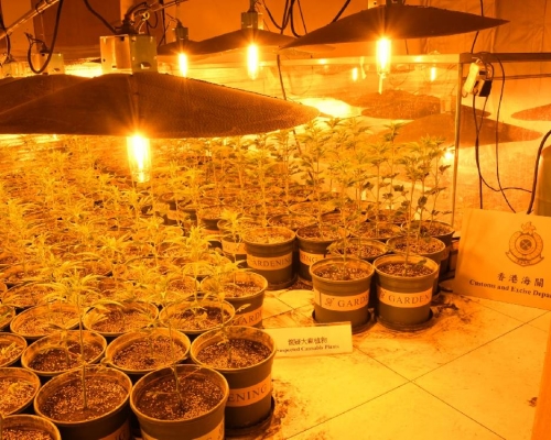 单位内分有不同成长期的大麻种植区。