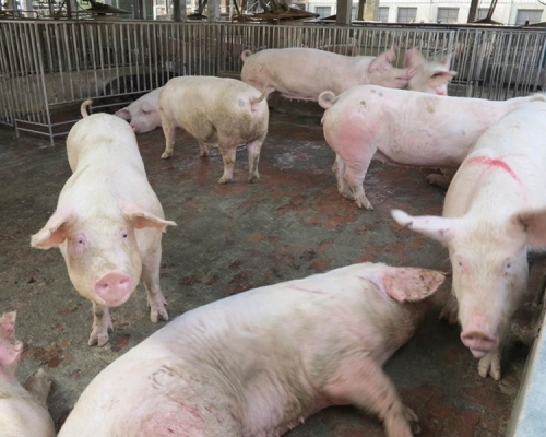 新疆傳入首宗非洲豬瘟個案。 資料圖片
