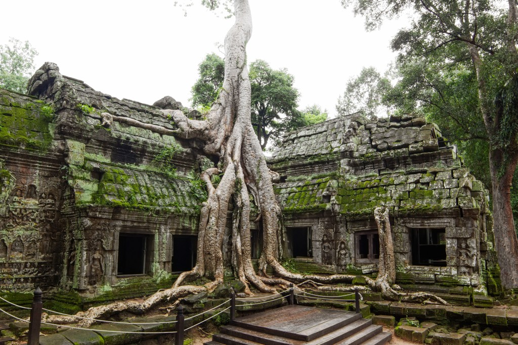 絞殺榕的樹根盤於塔普倫寺石牆上。 絞殺榕的樹根盤於塔普倫寺石牆上。