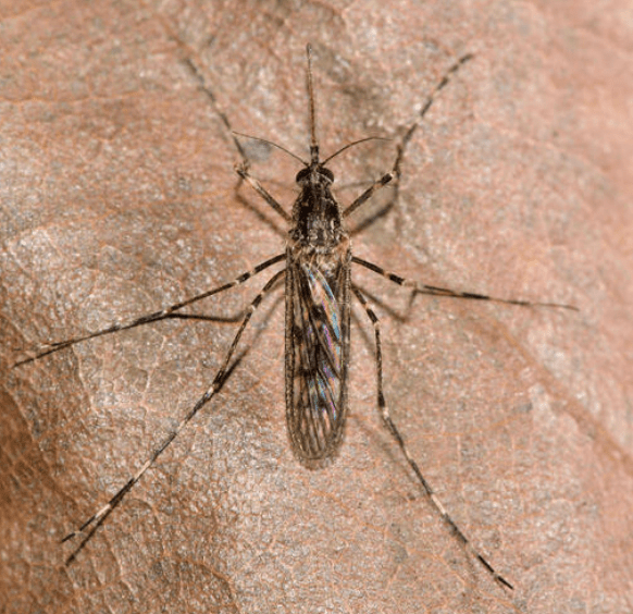 冰島首發現蚊子,品種為環帶絨蚊(Culiseta annulata)。Alamy示意圖 冰島首發現蚊子,品種為環帶絨蚊(Culiseta annulata)。Alamy示意圖