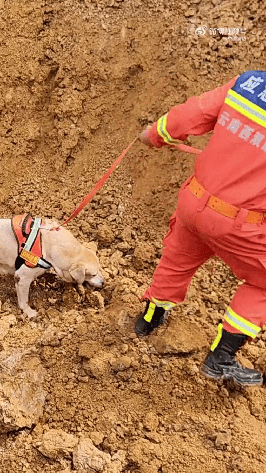 消防员出动搜救犬搜寻受困人士。 中国消防