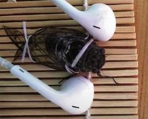 畢女將耳筒放在蟬的兩側,大聲播放音樂。片段截圖