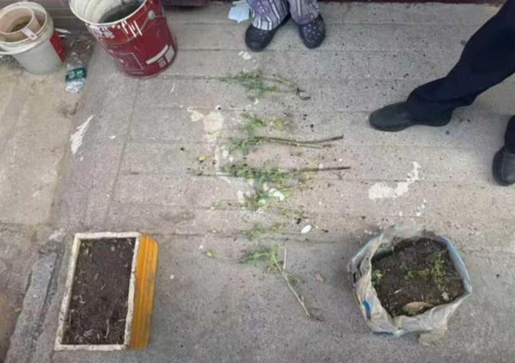 河南3名小學生發現有人在路邊種植罌粟。極目新聞