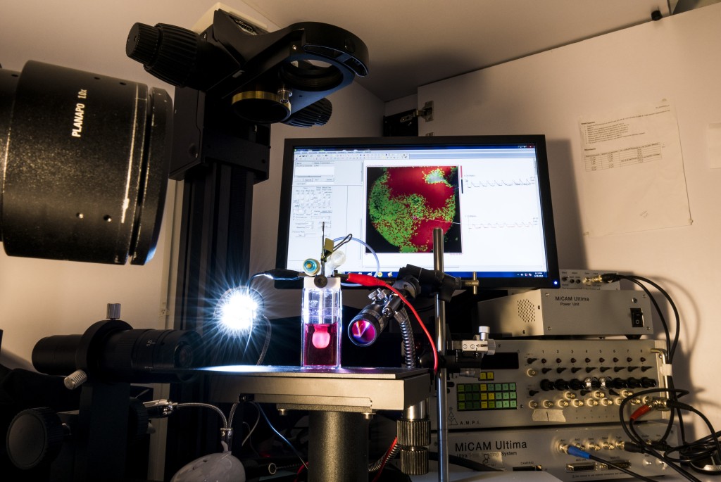 李登偉教授研發的人造心臟對於測試藥物副作用，尤其是引致心臟毒性的機理。