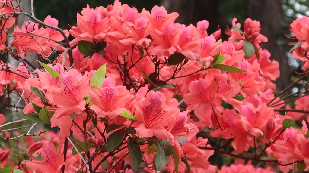 香港動植物公園杜鵑花開（二）。康民署「賞花情報」截圖