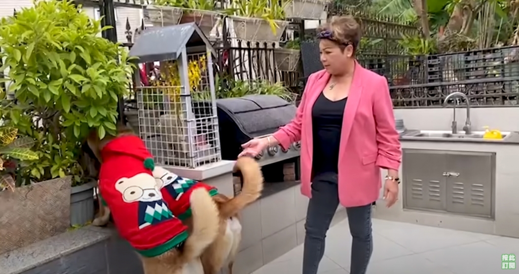 愛犬常在花園跑跳。 愛犬常在花園跑跳。