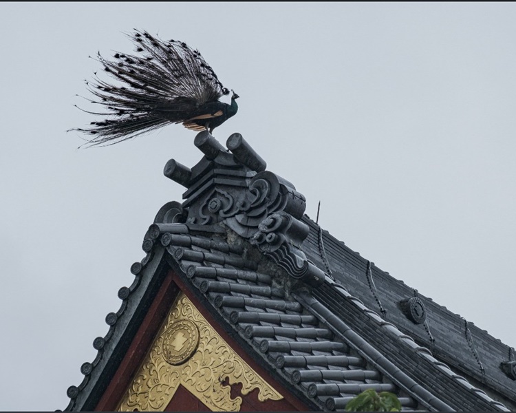 「鳳凰」展開斑斕的翅膀,昂首俯瞰下方。Twitter