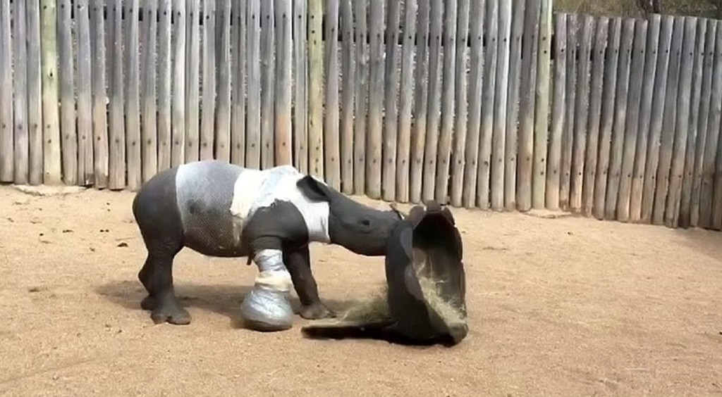 犀牛宝宝Arthur仍很想念妈妈,不时会「发出一种令人心碎的声音呼唤妈妈」。 网图