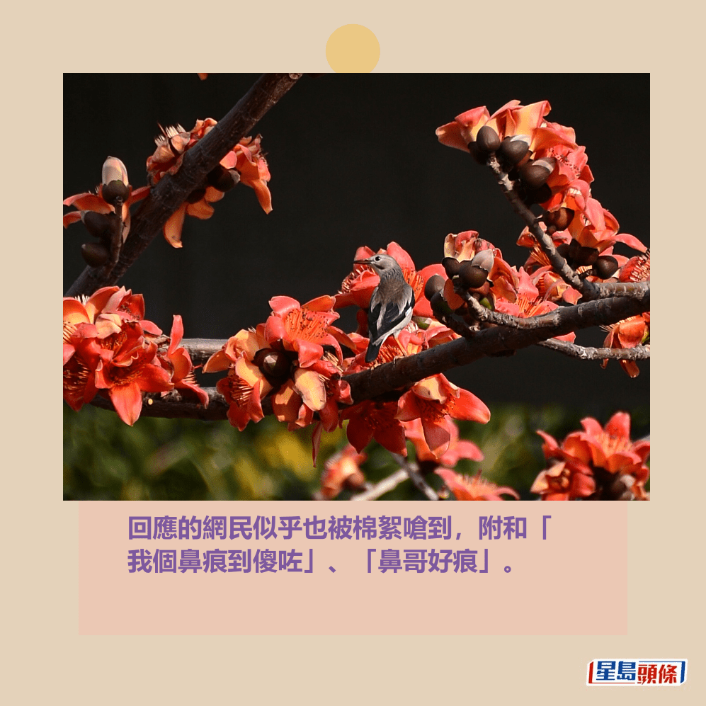 回應的網民似乎也被棉絮嗆到,附和「 我個鼻痕到傻咗」、「鼻哥好痕」。資料圖片 回應的網民似乎也被棉絮嗆到,附和「 我個鼻痕到傻咗」、「鼻哥好痕」。資料圖片