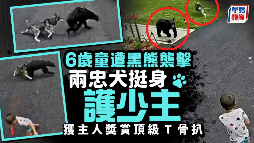 6歲童遭黑熊襲擊 二哈挺身護少主獲網民大讚