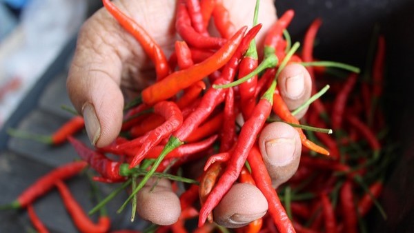 辣椒是药食两用食品，除可作蔬菜食用，亦见于中医药典——可治胃寒气滞，脘腹胀痛。网图