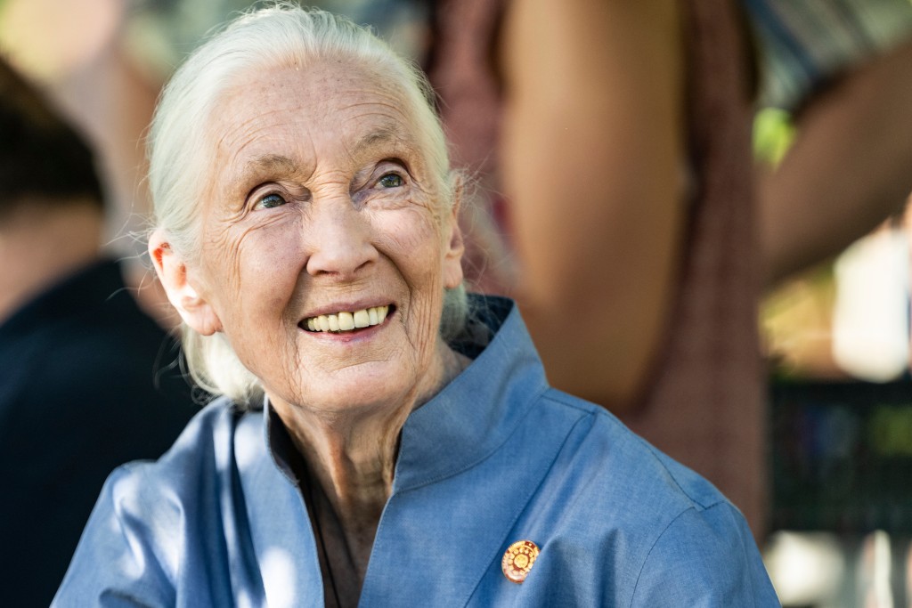 國際知名靈長類學家兼保育人士珍古德(Jane Goodall)於當地時間10月1日在美國加州辭世,享壽91歲。美聯社 國際知名靈長類學家兼保育人士珍古德(Jane Goodall)於當地時間10月1日在美國加州辭世,享壽91歲。美聯社