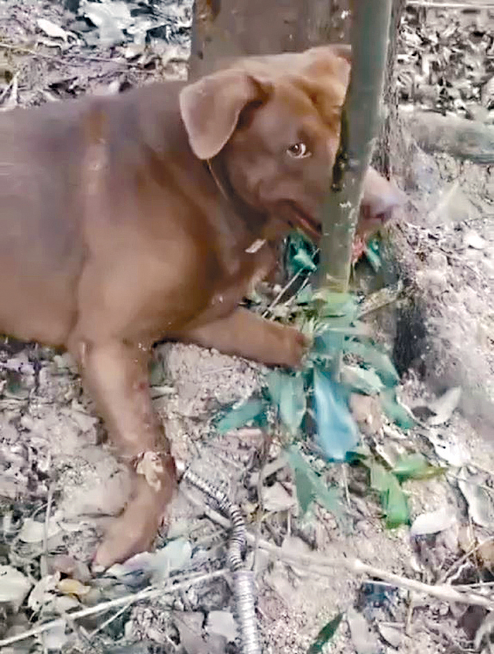 沙头角有唐狗被俗称「山猪吊」的捕兽器套索捆绑，动弹不得。
