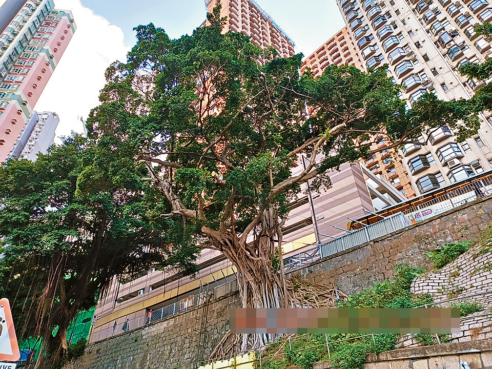 西環般咸道與醫院道間斜坡生長的石牆樹，因樹根腐爛加劇或遭移除。 