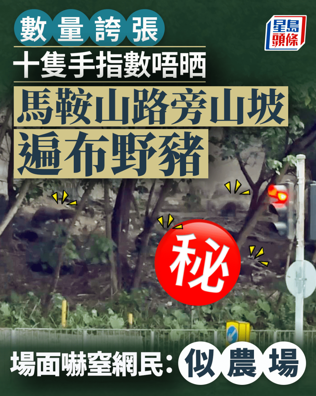 馬鞍山路旁山坡遍布野豬 數量誇張十隻手指數唔晒 密度高似農場嚇窒網民 馬鞍山路旁山坡遍布野豬 數量誇張十隻手指數唔晒 密度高似農場嚇窒網民