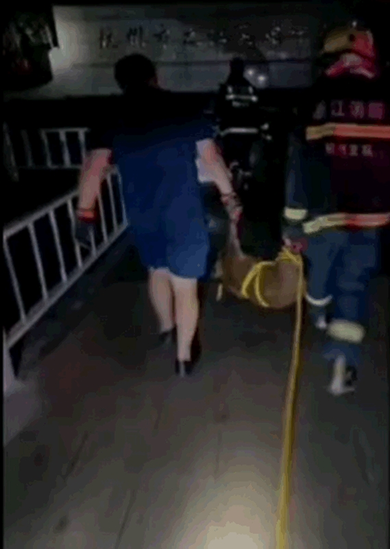 消防捉走兩隻小野豬。網圖