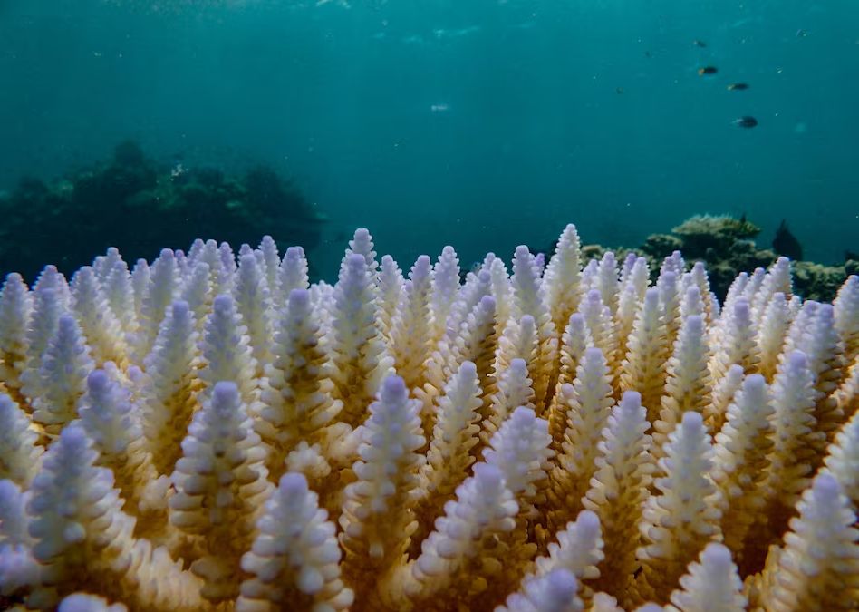 NOAA警告全球珊瑚礁將遭受第4次大規模白化，且為迄今最嚴重。 路透社