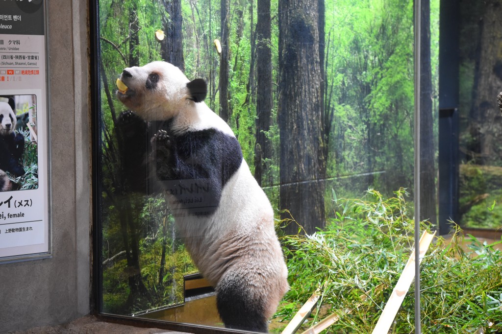 旅日大熊猫“晓晓”和“蕾蕾”周二启程回国。中新社