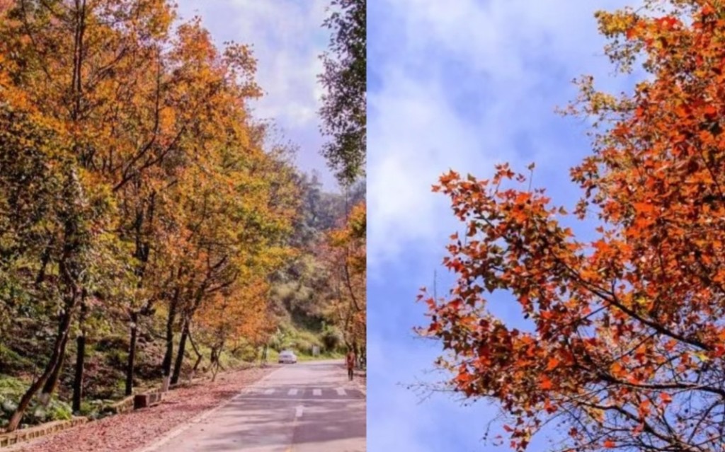 廣州賞秋好去處石門國家森林公園，有3000畝紅楓林。(圖片來源：CC的美學世界)