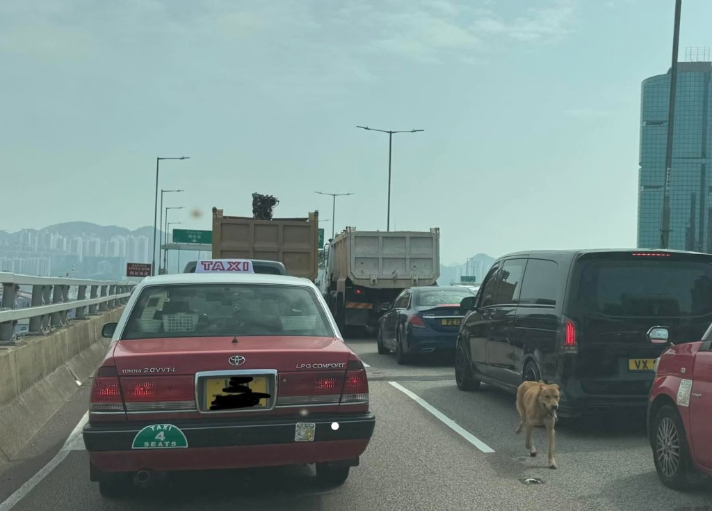 唐狗在東區走廊穿梭遊走。fb馬路的事 (即時交通資訊台) Bosco Chu圖片 