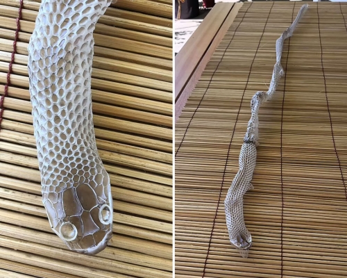 澳洲女子在家中發現保留完整的蛇皮。FB圖