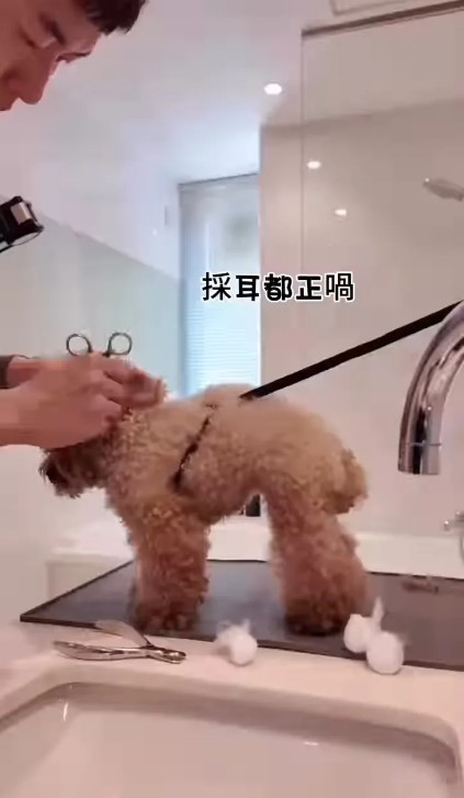 馬貫東幫Gaga採耳,十分專業。 馬貫東幫Gaga採耳,十分專業。