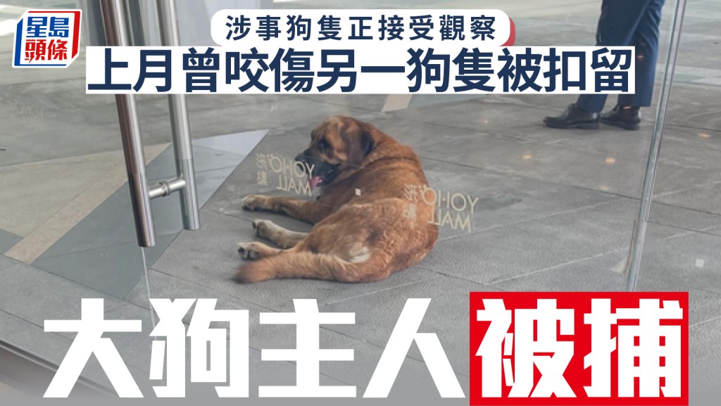元朗狗咬狗｜漁護署拘大狗主人 涉事犬隻上月曾咬傷其他狗 現正接受觀察