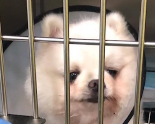 网传准研究生疑似虐狗，福州大学回应指正核实涉事人身份。(网图)