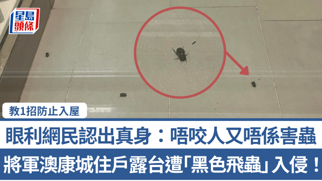 將軍澳康城住戶露台遭「黑色飛蟲」入侵！眼利網民認出真身：唔咬人又唔係害蟲 教1招防止入屋