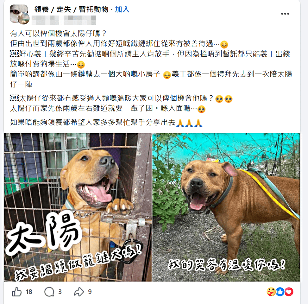 有狗義工替「太陽仔」尋覓好主人。網圖