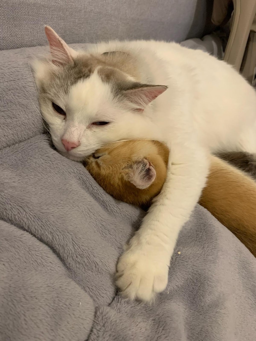 雙方協商下,對方竟要求P小姐索償30萬以換取貓咪。(受訪者P小姐提供相片) 雙方協商下,對方竟要求P小姐索償30萬以換取貓咪。(受訪者P小姐提供相片)