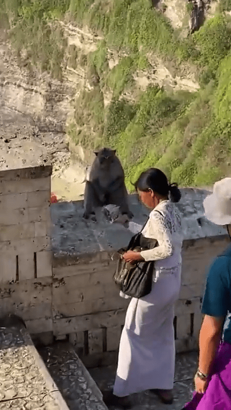 女游客拿出了一包零食，猴子完全没有反应。