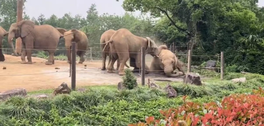上海動物園大象遭同類集體霸凌。微博@滬語說唱Mrweezy