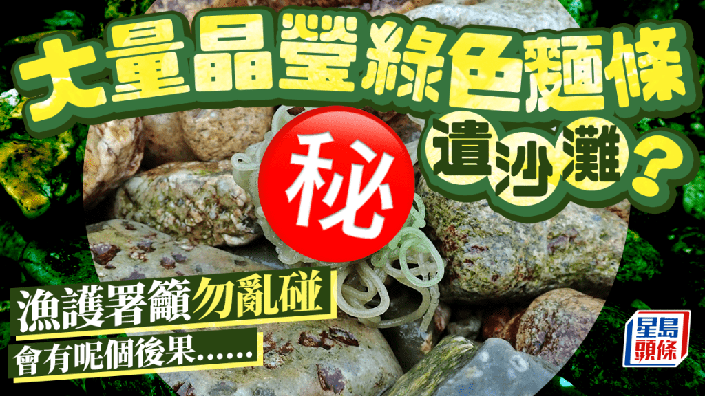 大量晶瑩綠色麵條遺沙灘？漁護署籲勿觸碰 否則有呢個後果......。圖片授權King Man Chan