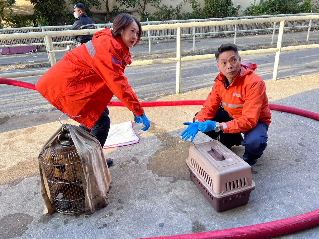 愛協共協助消防處理過136隻生還動物，及45隻已離世的動物。愛協提供圖片