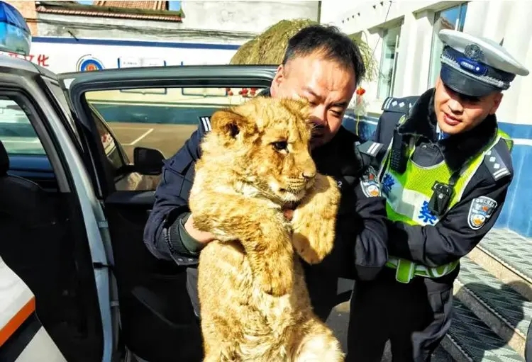 高速交警和屬地派出所配合，成功處置幼年非洲獅遺失事件。 晉城自然資源局