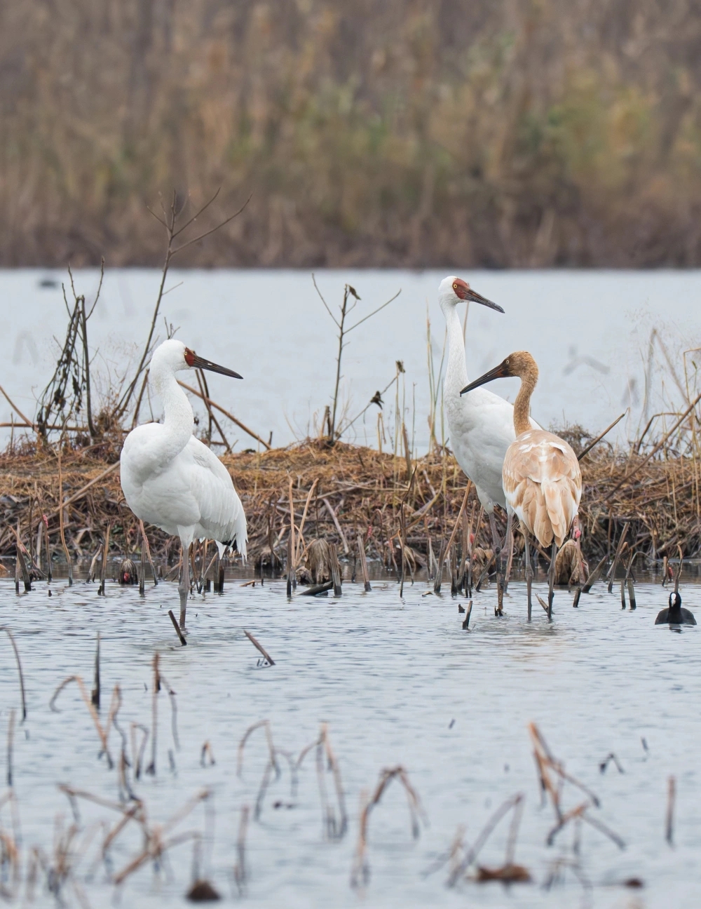 杭州南湖過冬的白鶴。 杭州南湖過冬的白鶴。