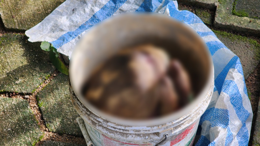 小野猪尸体被装入一个胶桶内。黄文威摄
