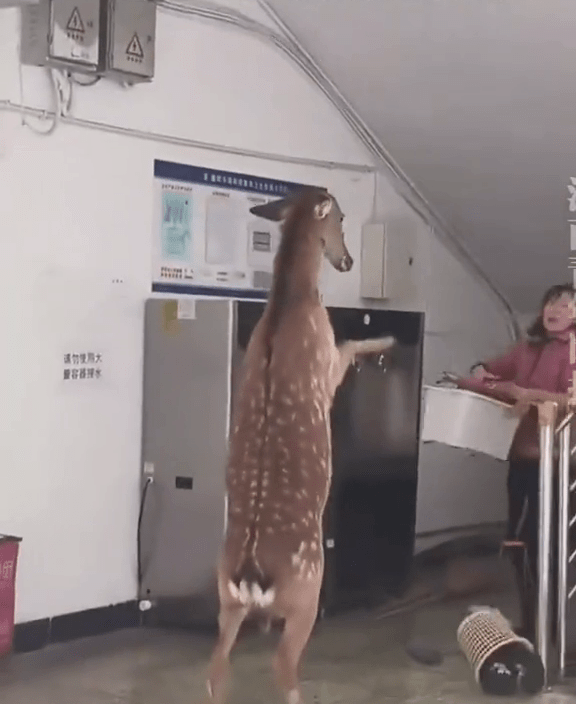 宿管阿姨掃把驅趕,惡鹿雙腳站「還拖」。 宿管阿姨掃把驅趕,惡鹿雙腳站「還拖」。