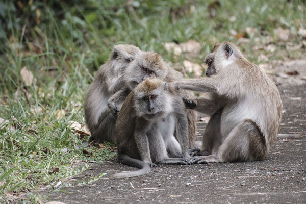 布普吉島以擁有大量長尾獼猴聞名。路透社