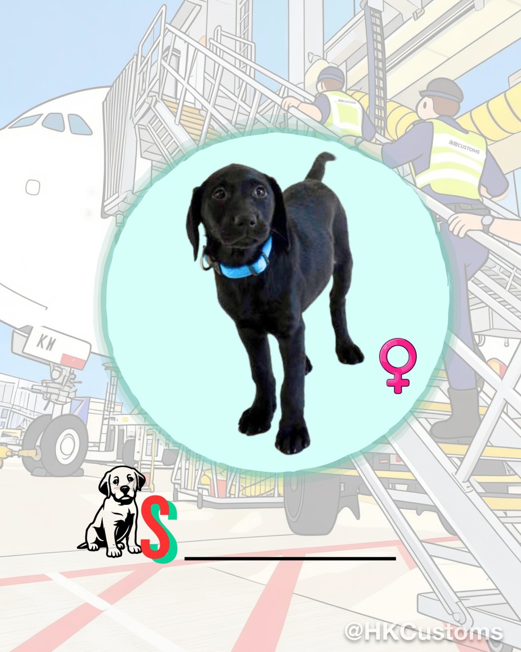 海關舉辦搜查犬BB命名比賽，邀請公眾為9隻拉布拉多尋回犬BB命名。海關facebook圖片