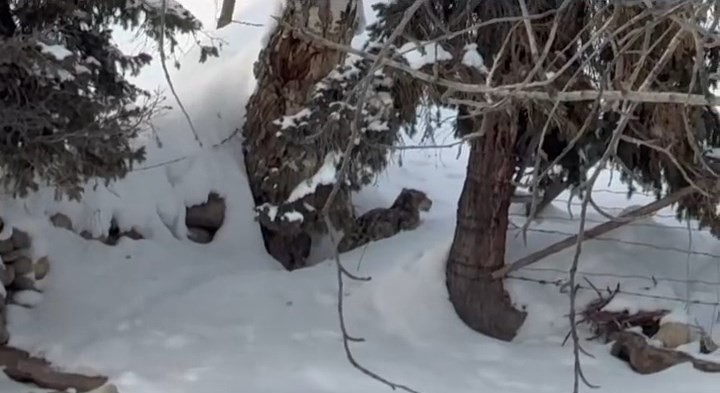 新疆發生雪豹襲擊人類事件。微博@葉安逸