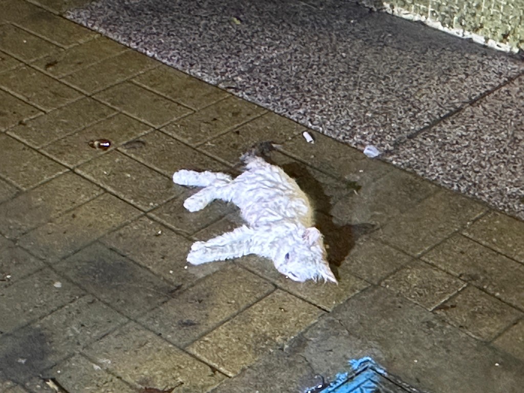 一隻白貓從東涌逸東邨瑞逸樓的高處墮下。