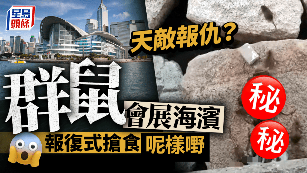 恐怖鼠群亂竄 灣仔會展海濱驚變老鼠飯堂 報復式搶食呢樣嘢